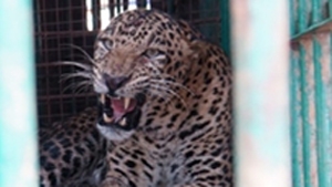 Karkala: Leopard lands in well in effort to chase a duck; rescued